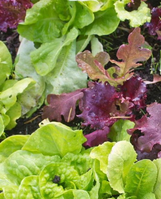 Lettuce 'Salad Blend'