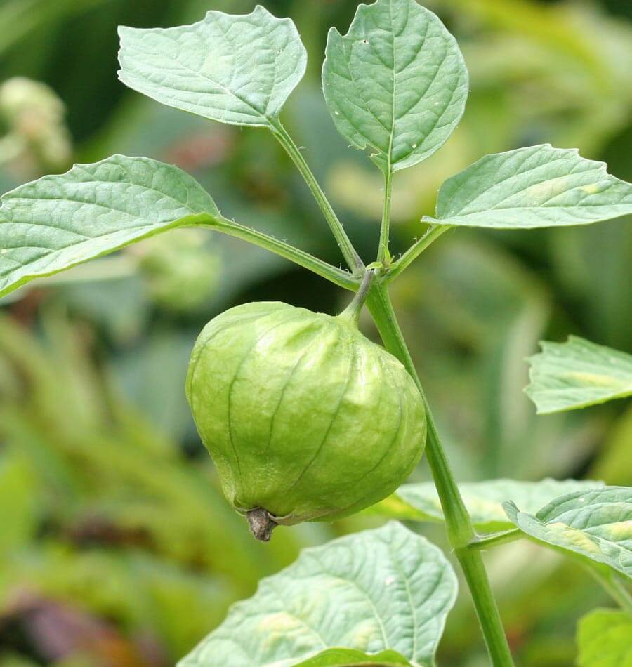 Tomatillo 'Toma Verde'