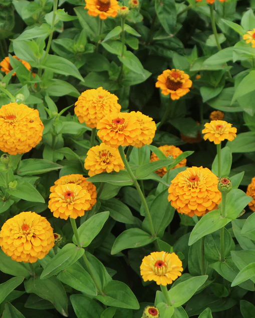 Zinnia 'Oklahoma Yellow'