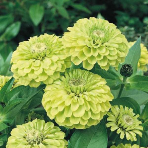 Zinnia 'Limoncello Mix'