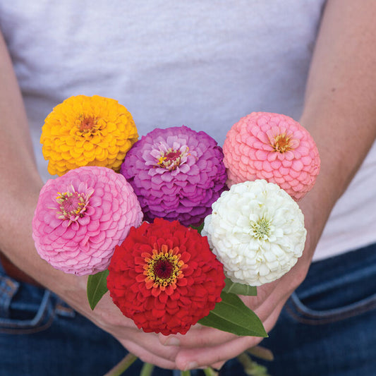 Zinnia 'Oklahoma Mix'