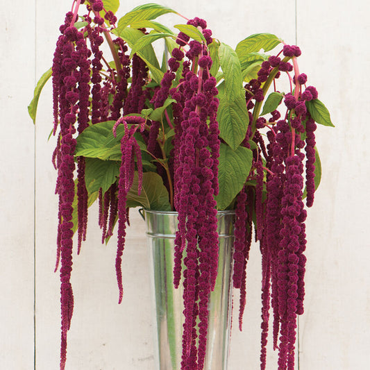 Amaranth 'Loves Lies Bleeding'