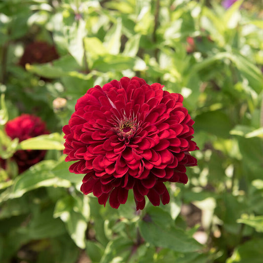 Zinnia 'Benary's Deep Red'