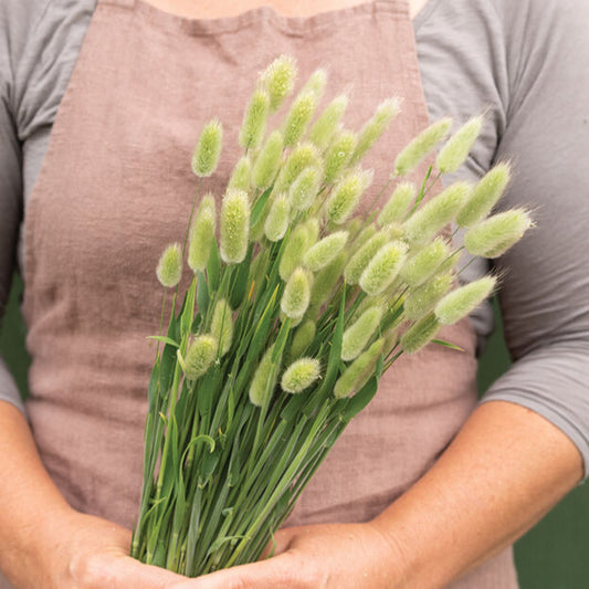 Grass 'Bunny Tails'