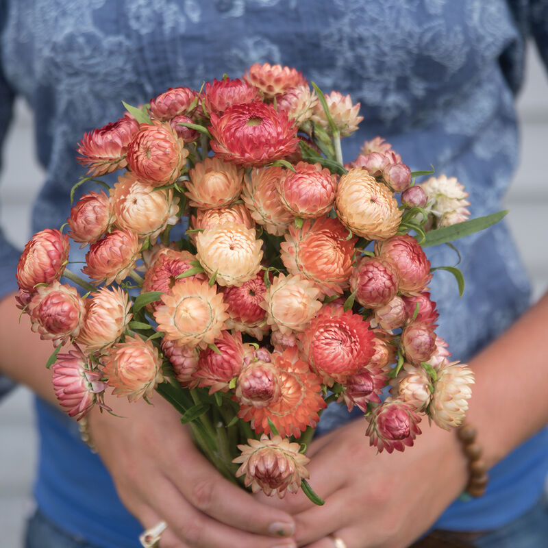 Strawflower 'Apricot & Peach'