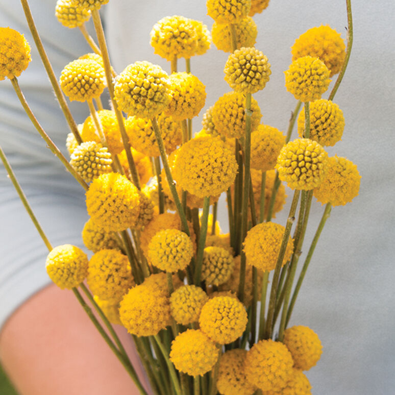 Billy Buttons