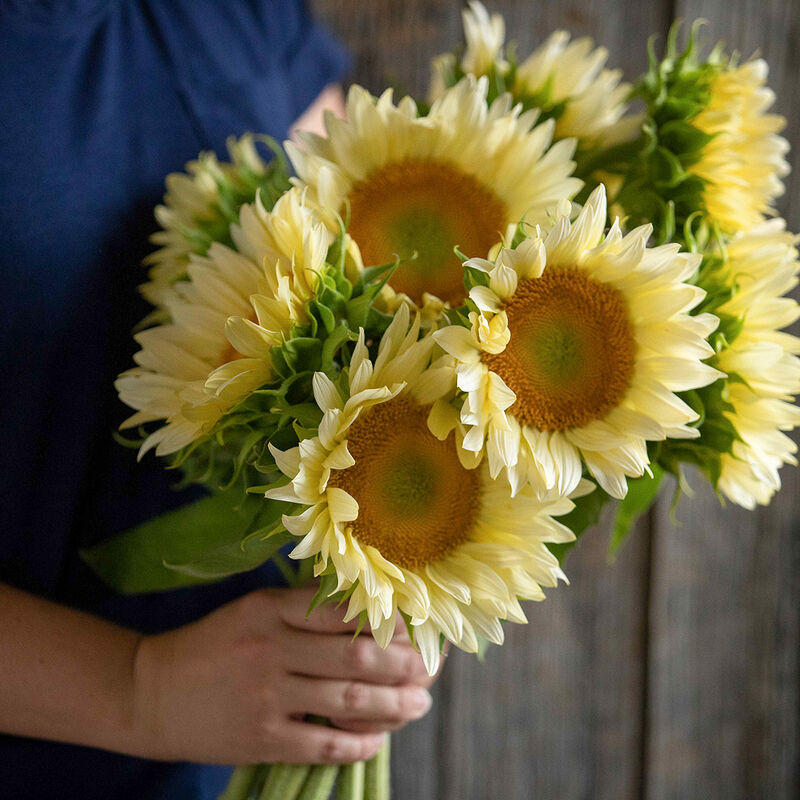 Sunflower 'White Lite'