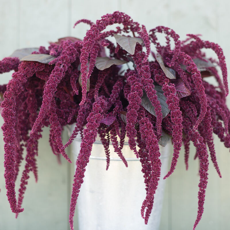 Amaranth 'Hopi Red Dye'