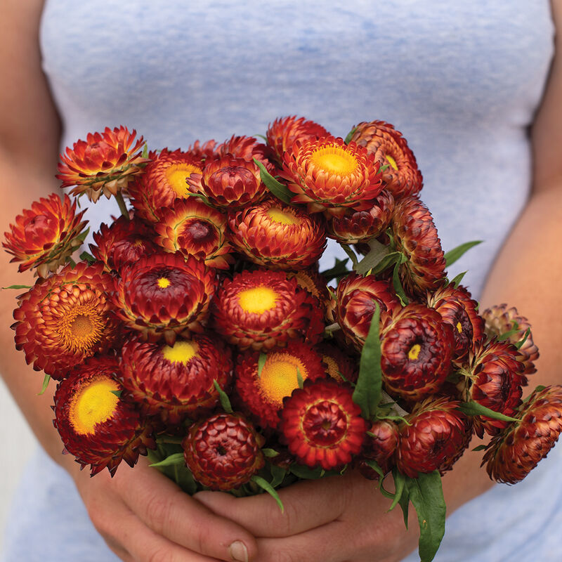 Strawflower 'Copper Red'