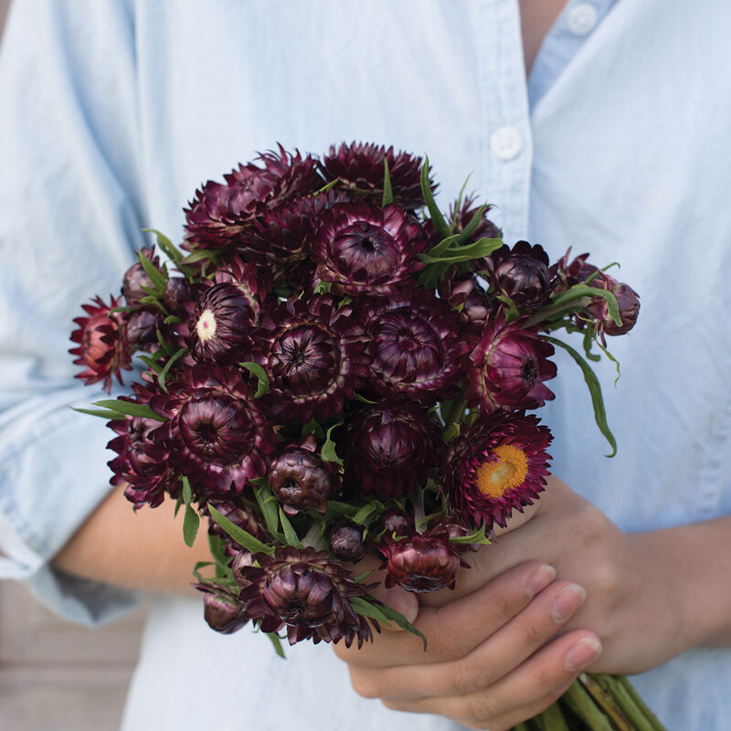 Strawflower 'Burgundy'