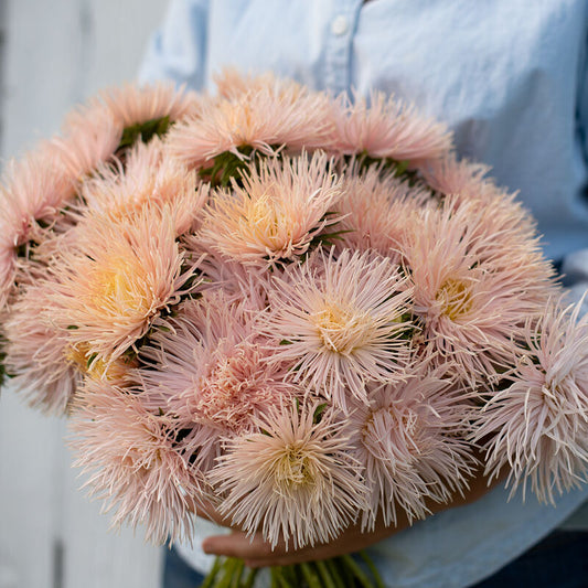 Aster 'Salmon Valkyrie'