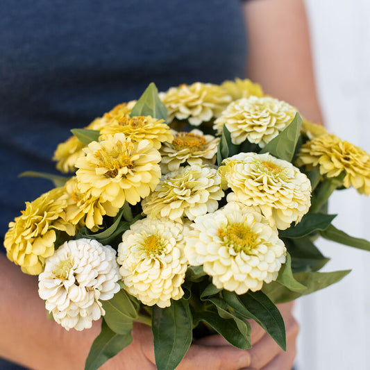 Zinnia 'Oklahoma Ivory'