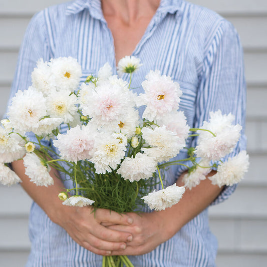 Cosmos 'Snow Puff'