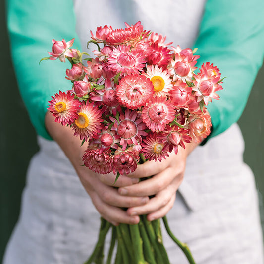 Strawflower 'Raspberry Rose'