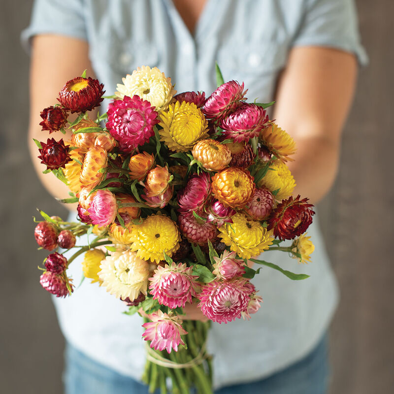 Strawflower 'Mix'