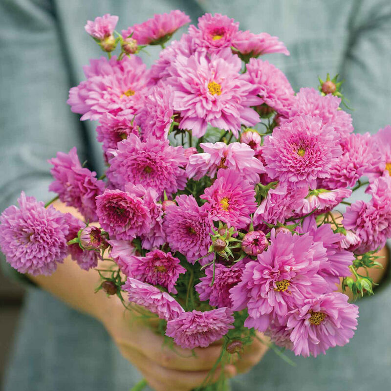 Cosmos 'Rose Bonbon'