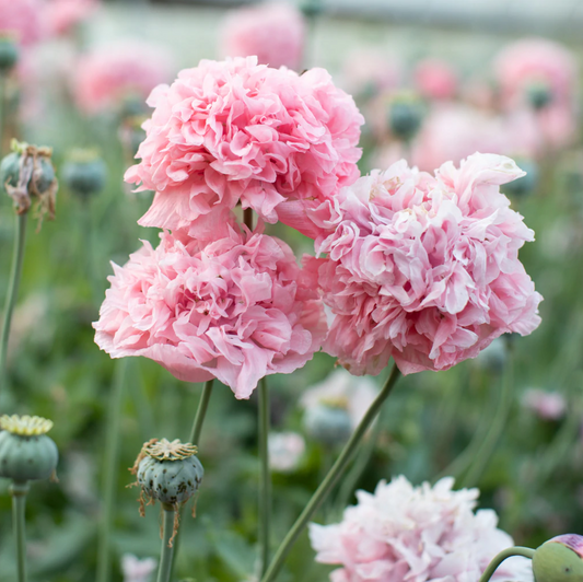 Poppy 'Pale Pink Peony'