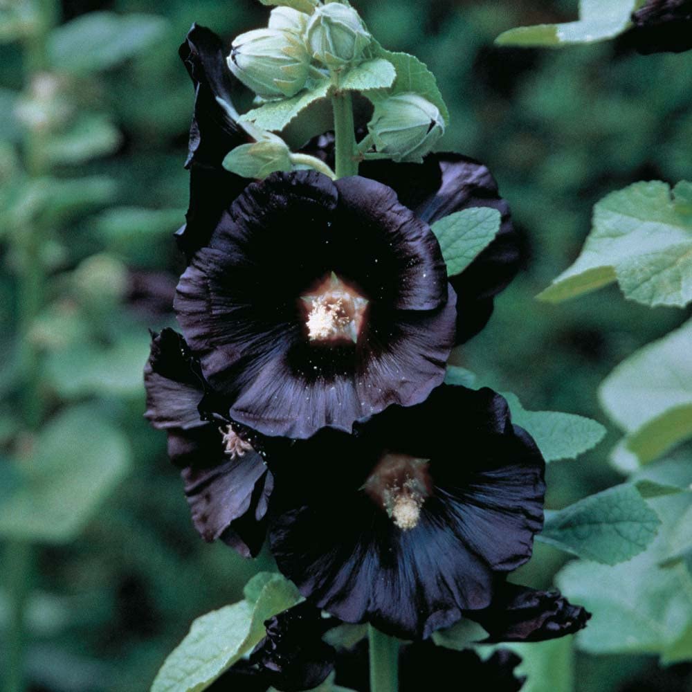 Hollyhock 'Black Watchmen'