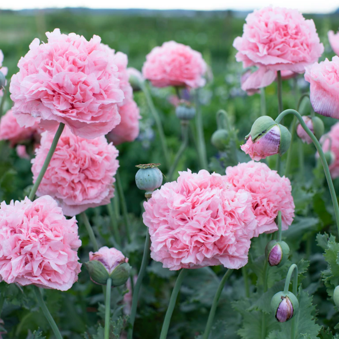 Poppy 'Pale Pink Peony'