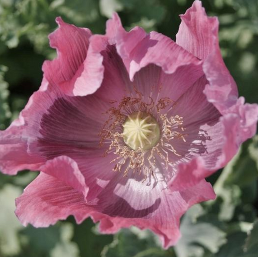 Poppy 'Giganthemum'