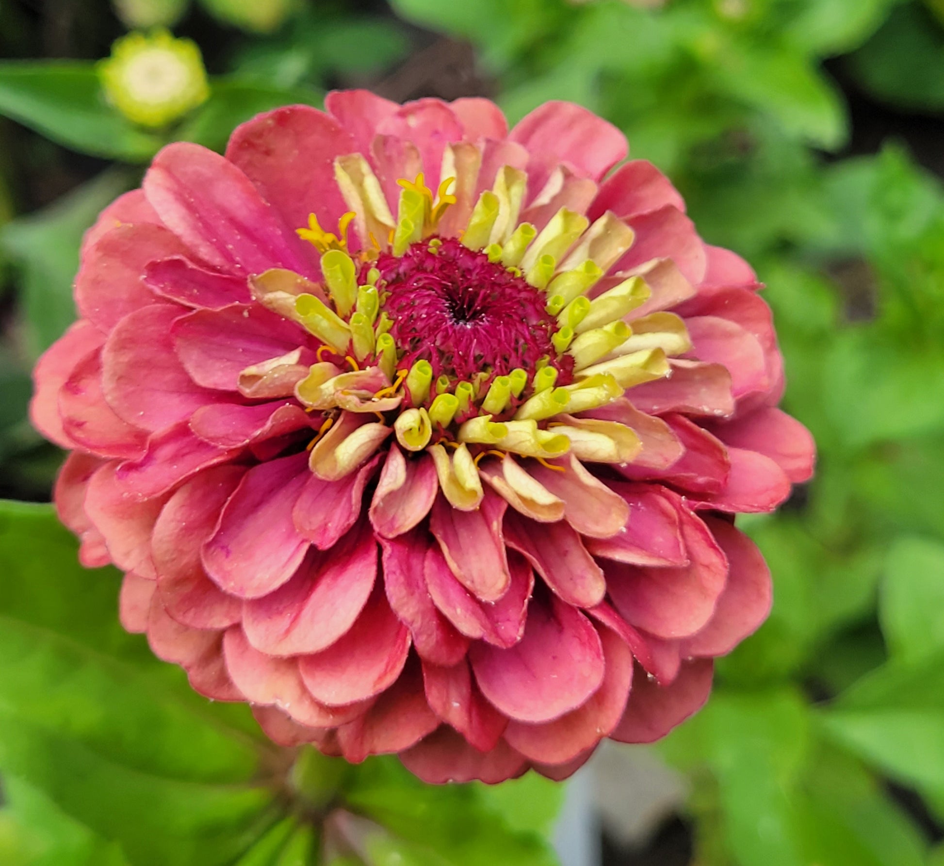 Zinnia 'Queeny Lime Red' – Olive Seed Company