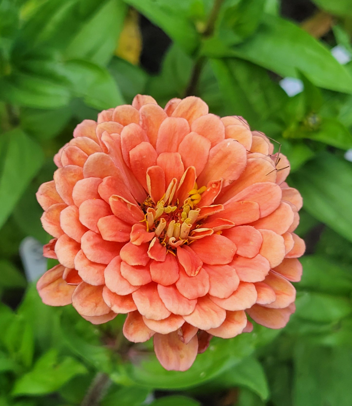 Zinnia 'Benary's Salmon Rose'