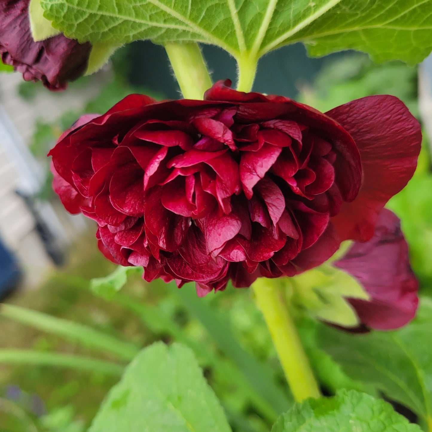 Hollyhock 'Chater's Maroon'