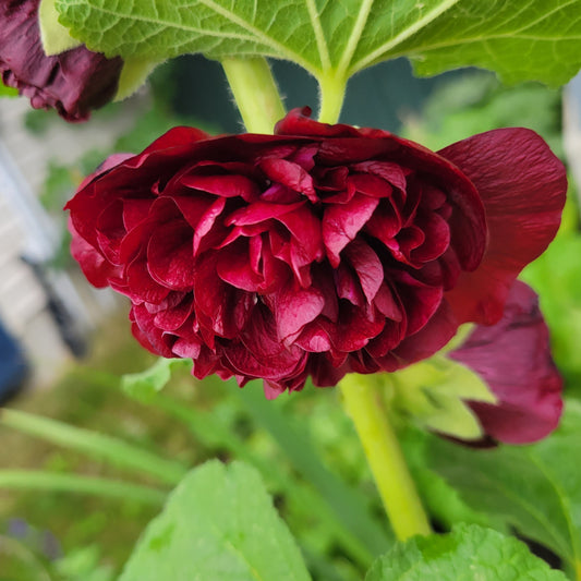 Hollyhock 'Chater's Maroon'