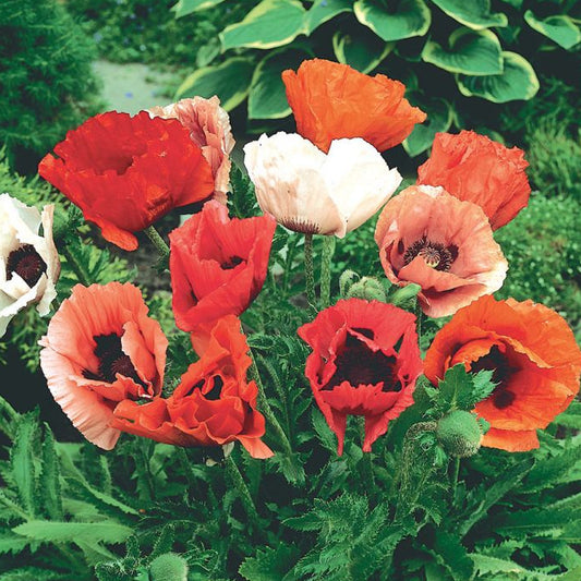 Poppy 'Pizzicato Mix'