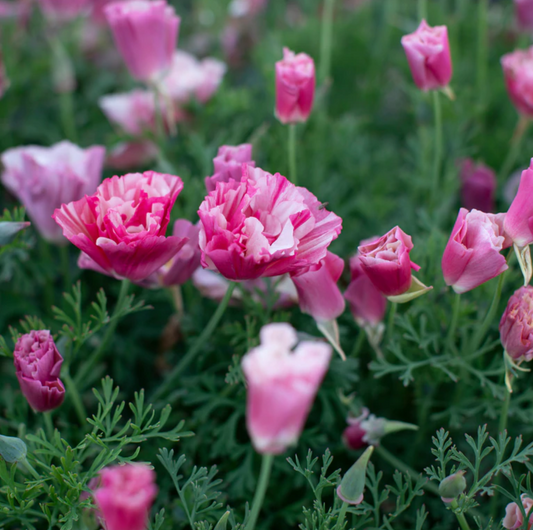 Poppy 'Thai Silk Appleblossom'