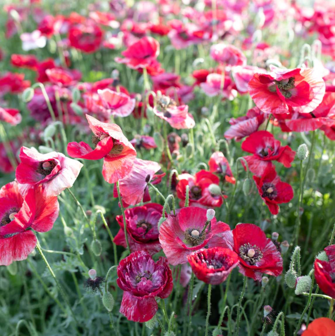 Poppy 'Pandora Mix'