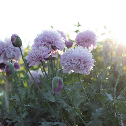 Poppy 'Lilac Pompon'