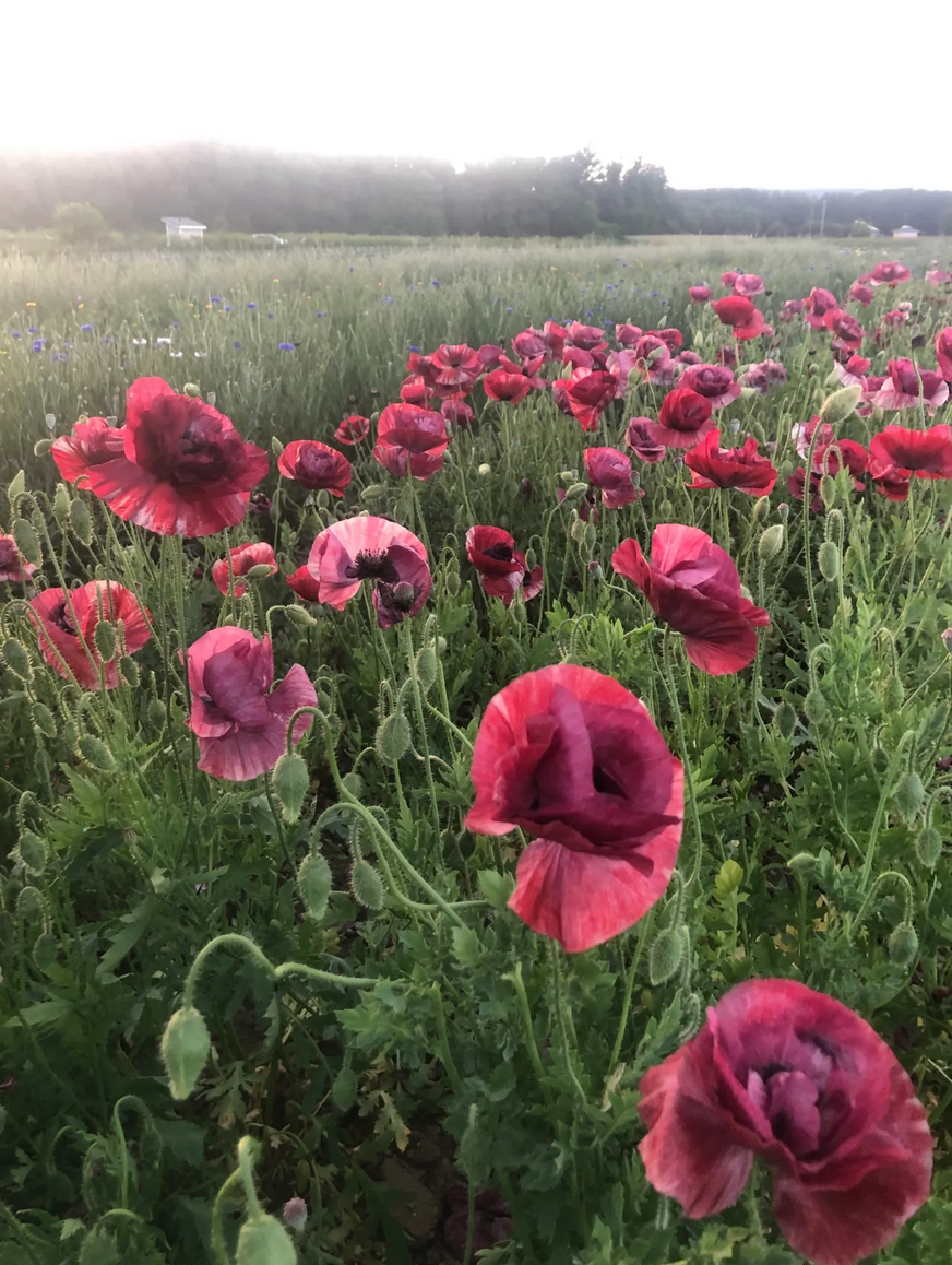 Poppy 'Pandora Mix'