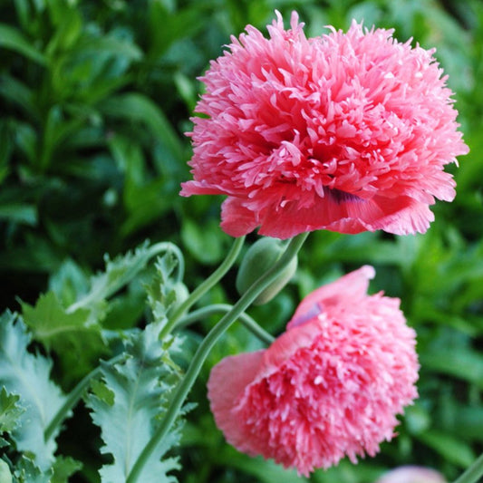 Poppy 'Pink Pompon'