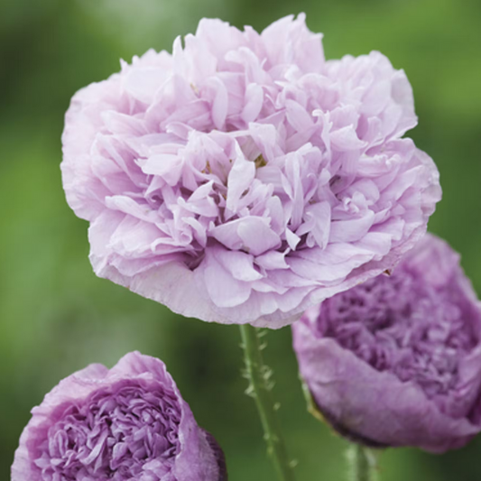 Poppy 'Lavender Peony'