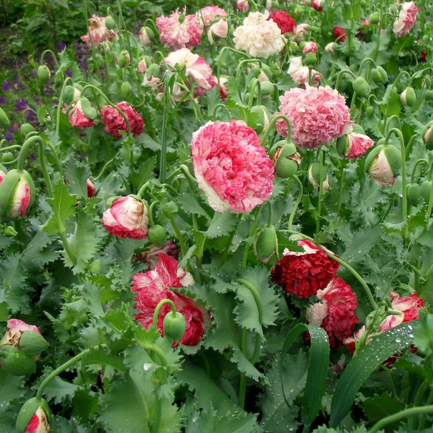 Poppy 'Antique Flemish Peony'