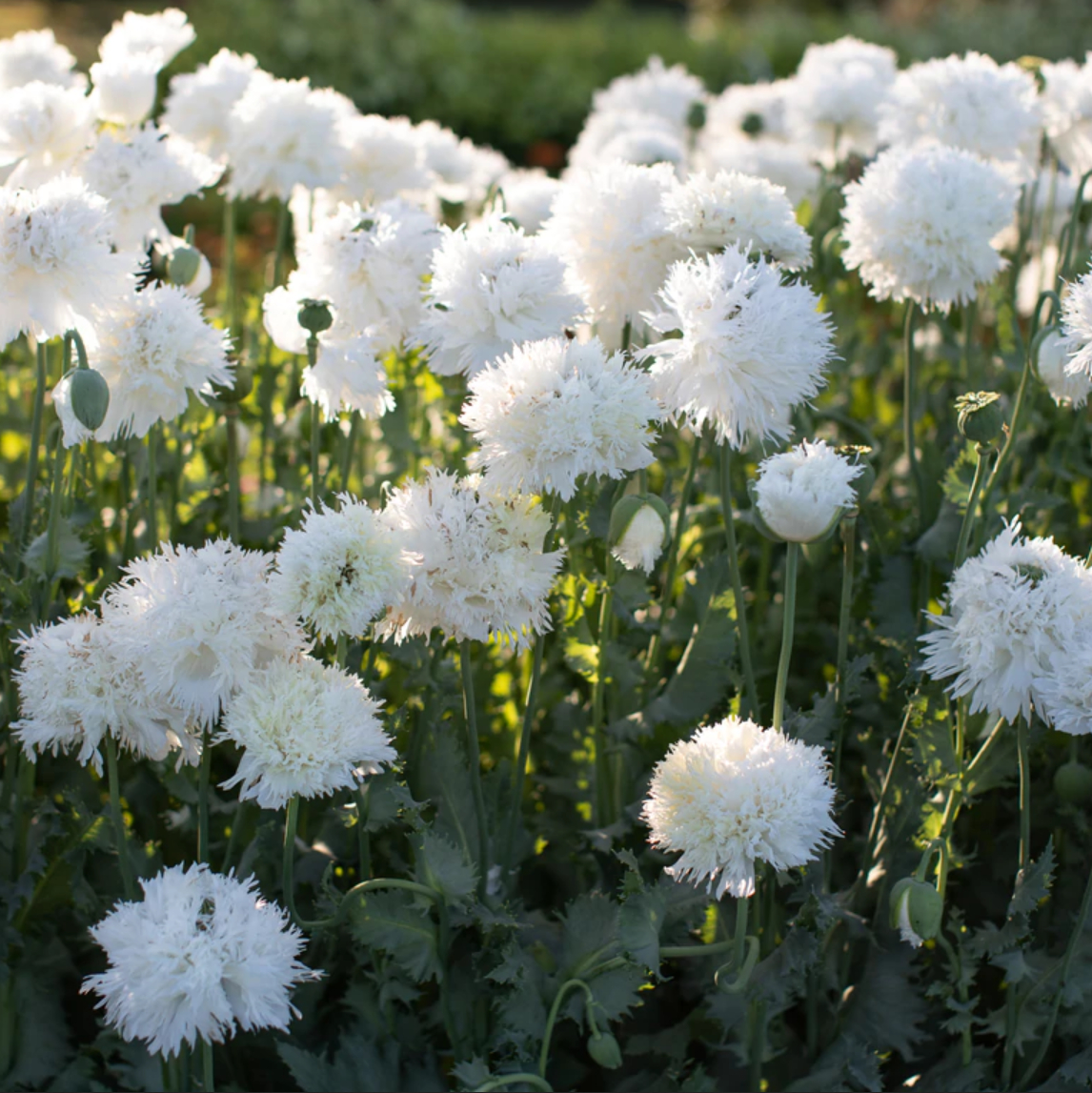 Poppy 'White Pompom'