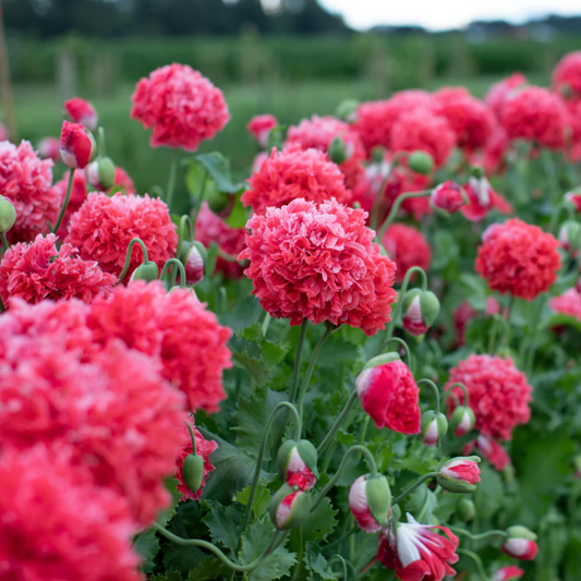 Poppy 'Frosted Salmon Peony'