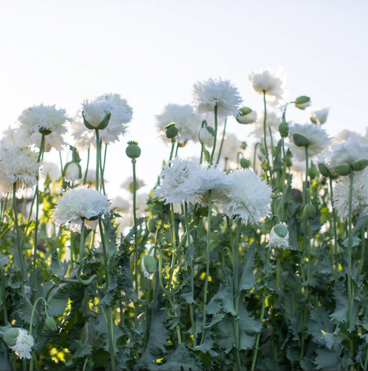 Poppy 'White Pompom'