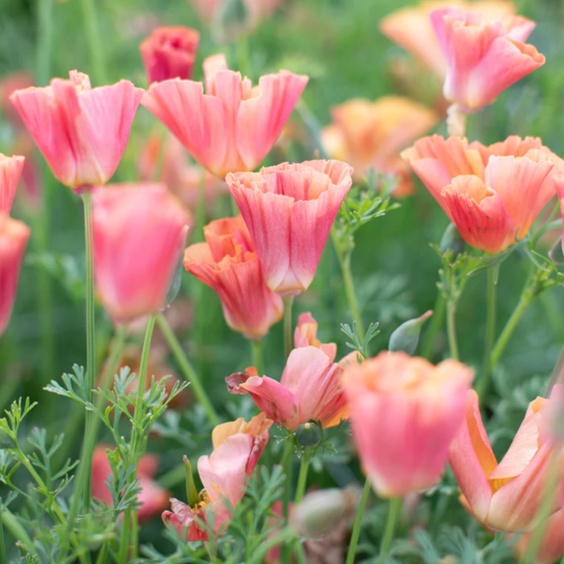 Poppy 'Thai Silk Apricot Chiffon'