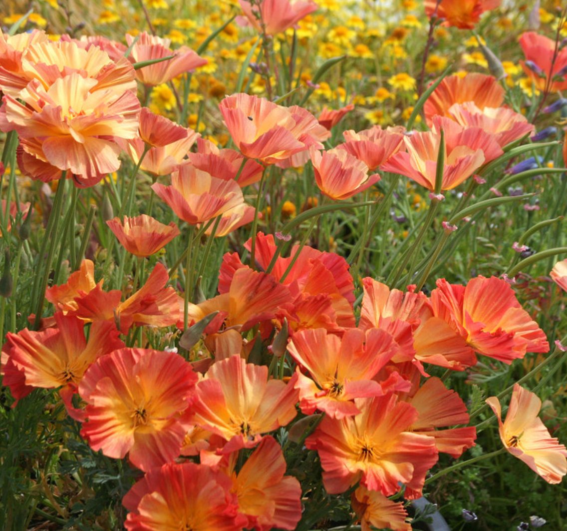 Poppy 'Thai Silk Apricot Chiffon'