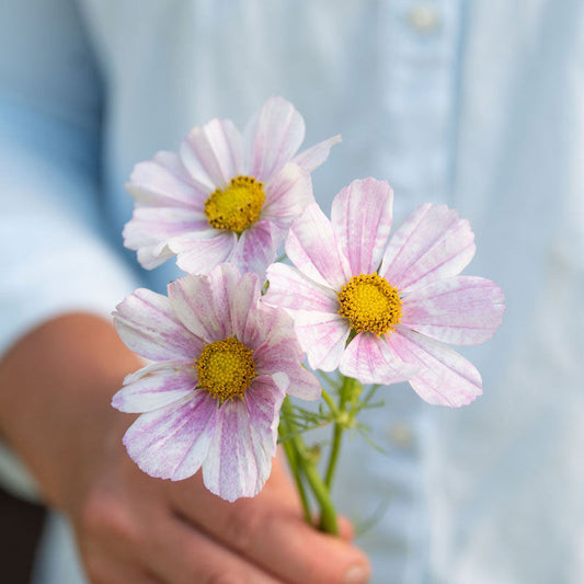 Cosmos 'Versailles Flush'