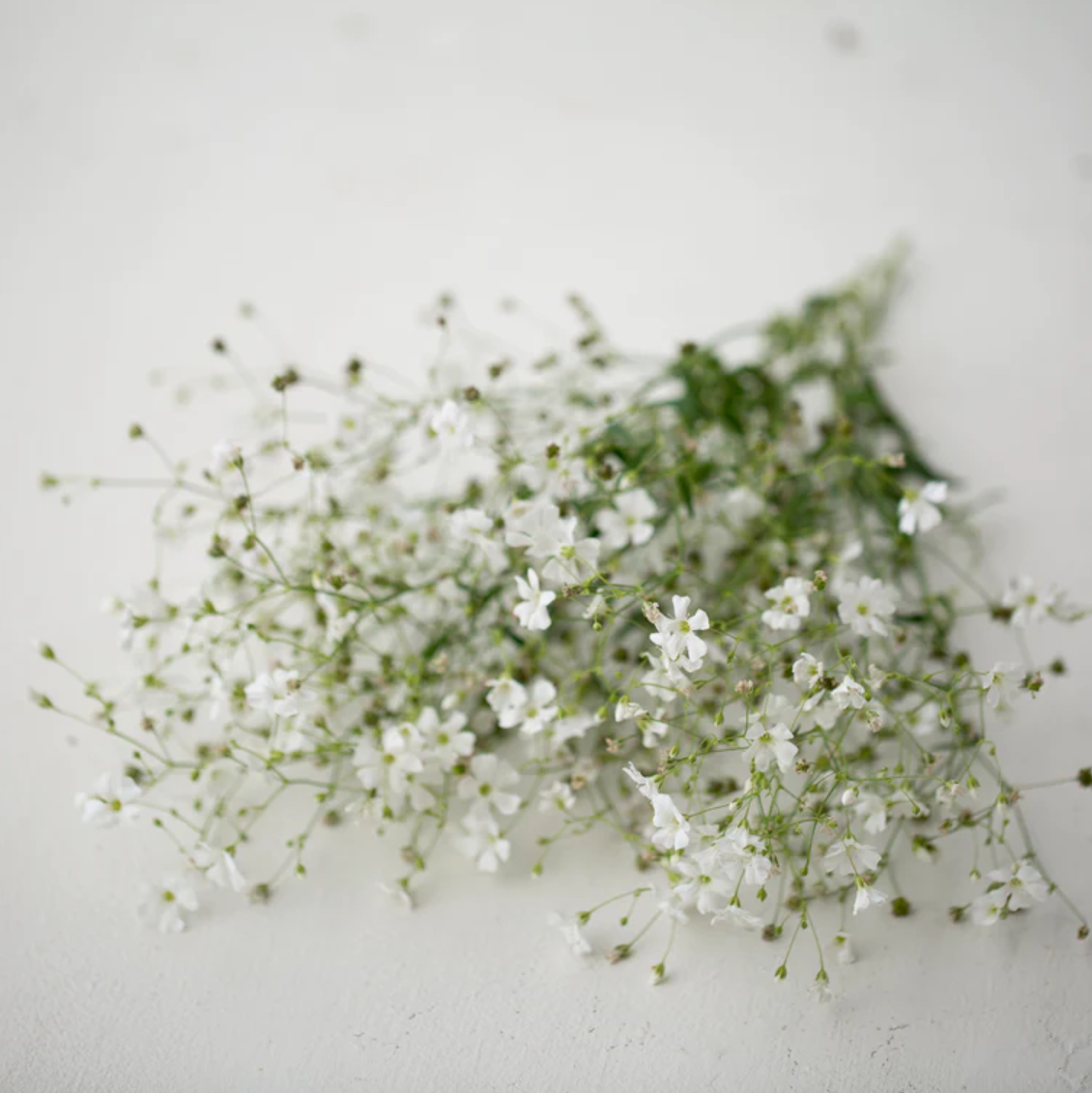 Baby's Breath 'Covent Garden Market'