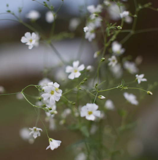 Baby's Breath 'Covent Garden Market'