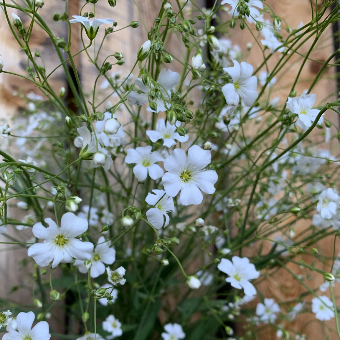 Baby's Breath 'Covent Garden Market'