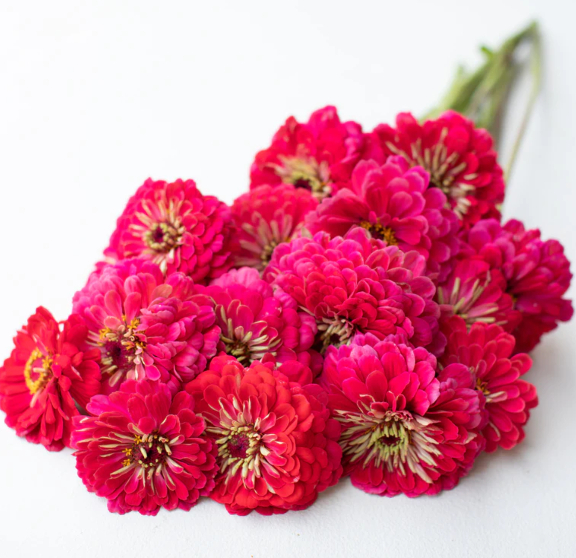 Zinnia 'Benary's Carmine'