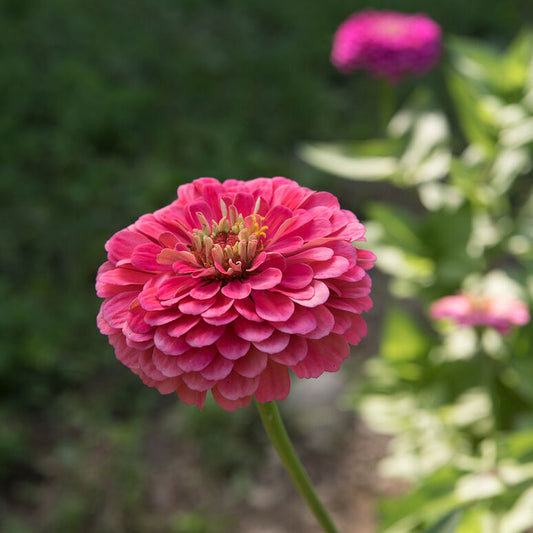 Zinnia 'Benary's Carmine'