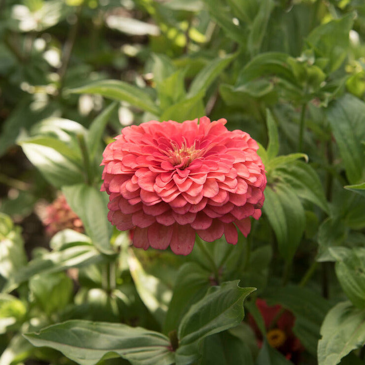 Zinnia 'Benary's Coral'