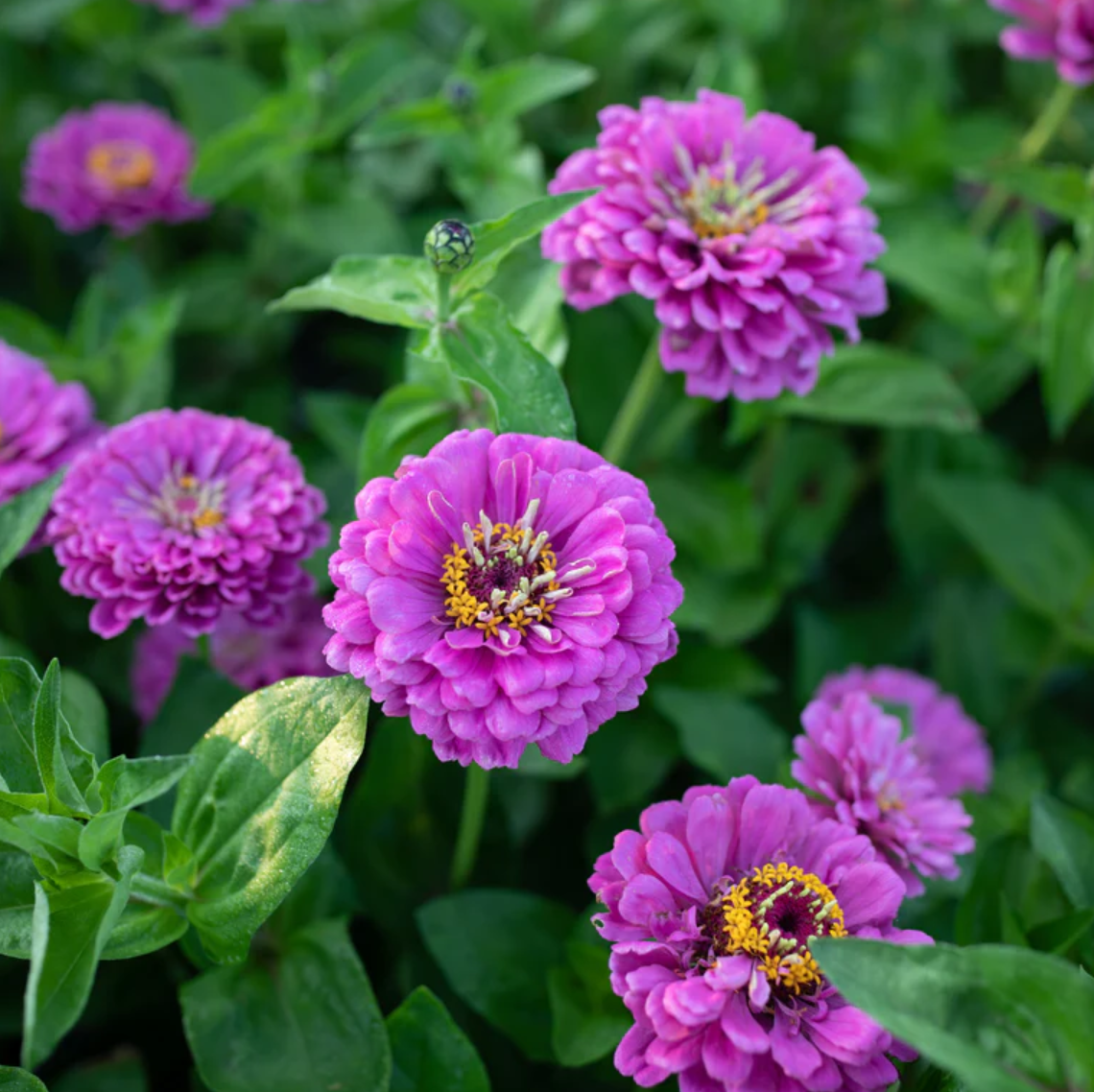 Zinnia 'Benary's Lilac'