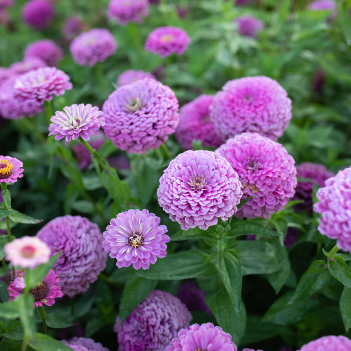 Zinnia 'Benary's Lilac'